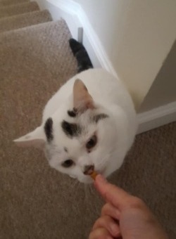 white cat Puss taking treat from Michelle